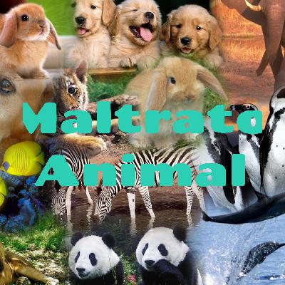 Maltrato animal