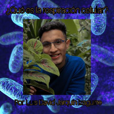 ¿Qué es la respiración celular?