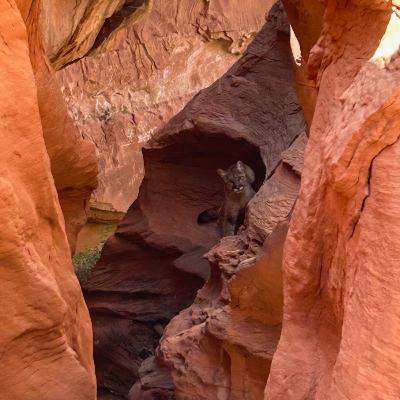 Mountain Lion in Maybe Mind Bender Canyon with Jenn Mountain Lion in Maybe Mind Bender Canyon with Jenn