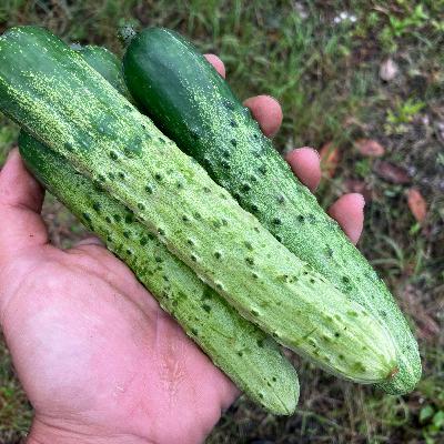 #19 夏野菜ぼちぼちな話