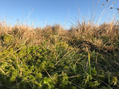 Nature Tripping Episode 15 - Peat Bogs
