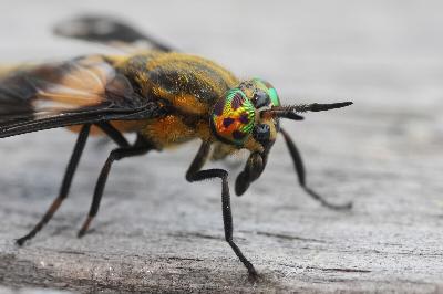 How inviting beneficial species to your yard can reduce deer flies and mosquitoes