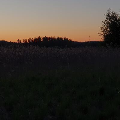 Sedge Warbler of a Summer Night