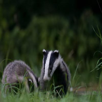 All About Badgers in Springtime