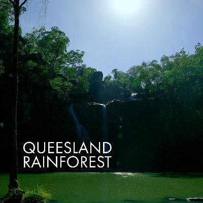 Queensland Rainforest Queensland Rainforest
