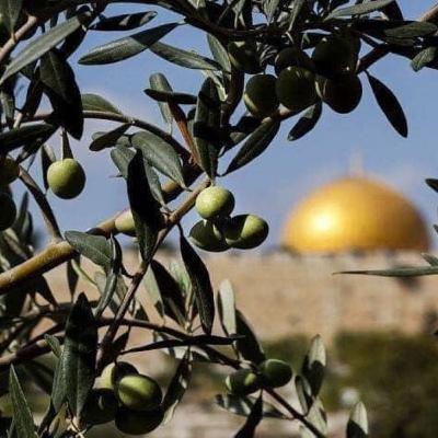 شجر الزيتون