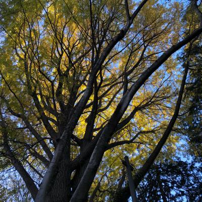 Covid-19デビューの話