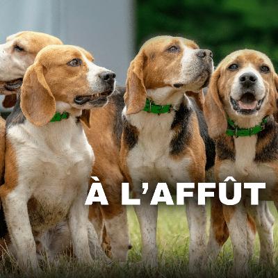 Arnaques aux chiens, LOF faites le vrai bon choix pour votre chien de chasse !