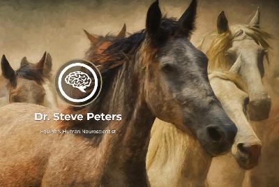 Results of a Relaxed Horse