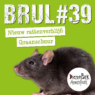 Ratten in de Graanschuur 🐀 | BRUL #39 Ratten in de Graanschuur 🐀 | BRUL #39