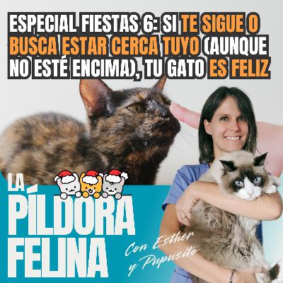 583. Especial fiestas 6: Si te sigue o busca estar cerca tuyo (aunque no esté encima), tu gato ES FELIZ + ESPECIAL FIN DE AÑO 583. Especial fiestas 6: Si te sigue o busca estar cerca tuyo (aunque no esté encima), tu gato ES FELIZ + ESPECIAL FIN DE AÑO