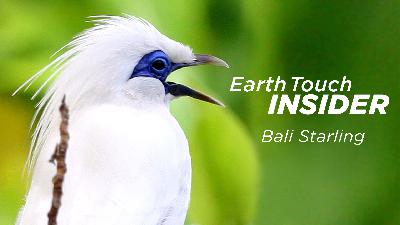 How goats and weaving saved the Bali starling