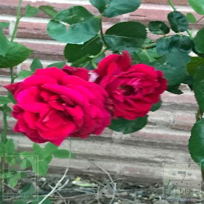 Episode 101 - "FAKE_LIT" Episode 101 - "FAKE_LIT"