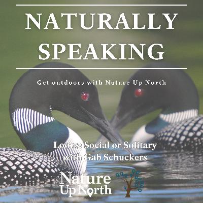 Loons: Social or Solitary