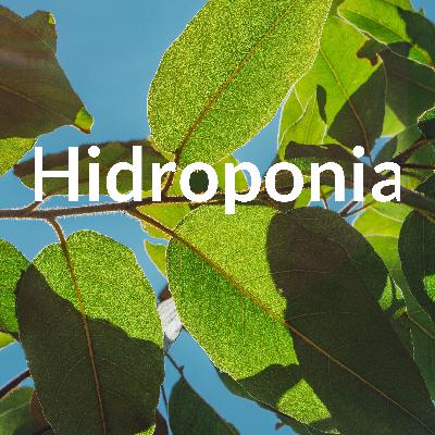 Hidroponía