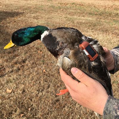 Mallard Migrations - The push of weather vs. the pull of photoperiod