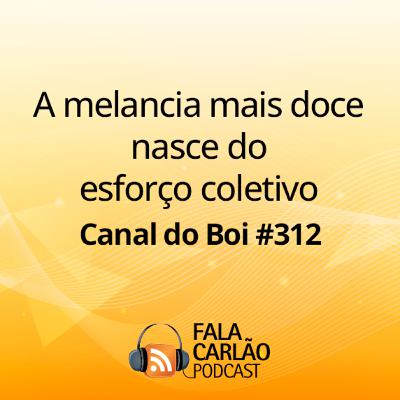 A melancia mais doce nasce do esforço coletivo | Canal do Boi #312