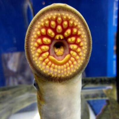 Misadventures In Small Business #26: Roadkill Face-rapes My Neck At A Christmas Party