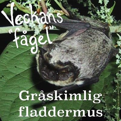 Gråskimlig fladdermus