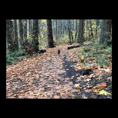 Blenkinsop trail run