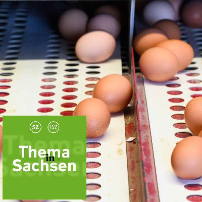 Nach Vogelgrippe-Winter in Sachsen: Was das für Eier und Preise bedeutet