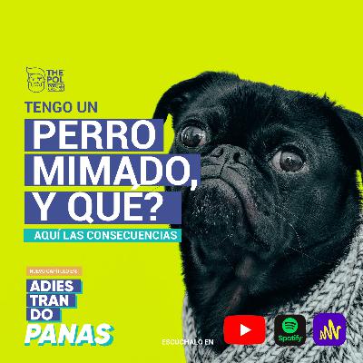 Tengo un perro mimado ¿y qué? / Aquí las consecuencias.