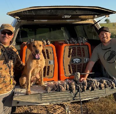 EPIC Dove Hunt and Bad News for Bird Numbers