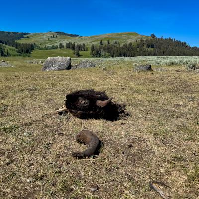 This Week in Yellowstone: July 17th to July 23rd, 2025