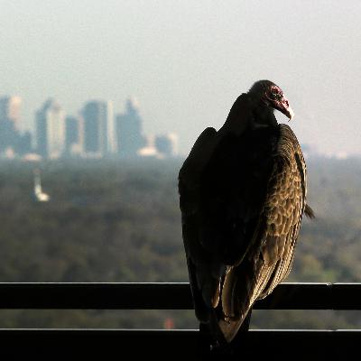 The Curse of the Vulture: Martin Guzman on the Implications of Argentina's Debt Crisis