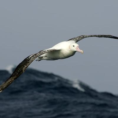 Trying To Save New Zealand’s Albatrosses From Extinction