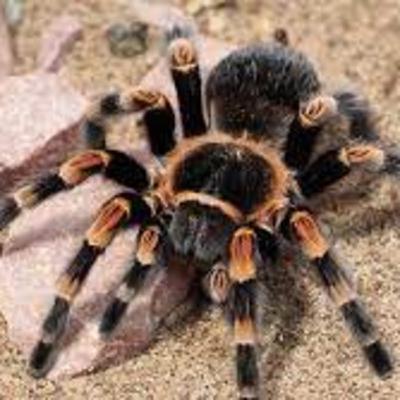 Tarantula - The Big Friendly Giant of spiders?
