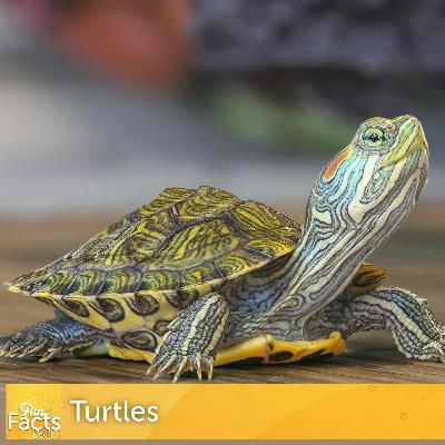 Fun Facts About Turtles