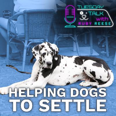 Helping dogs to settle