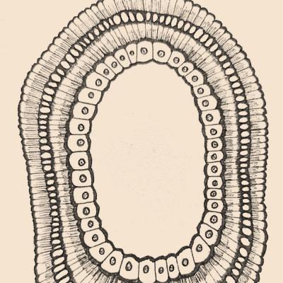 100: Neural Cellular Automata, Part 2