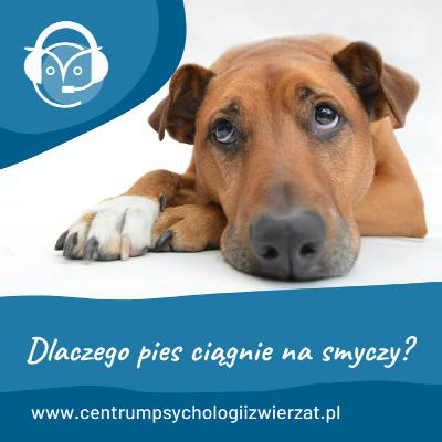 Dlaczego pies ciągnie na smyczy? Dlaczego pies ciągnie na smyczy?
