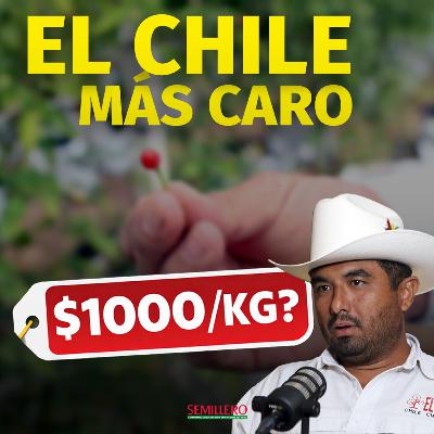 Del monte al negocio: la historia del chiltepín en México #113