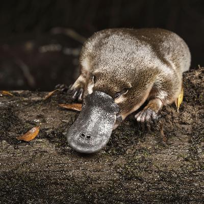 Eier legen | Was Schnabeltiere und Hühner verbindet Eier legen | Was Schnabeltiere und Hühner verbindet