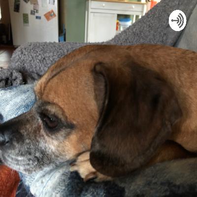 My Stinky Dog