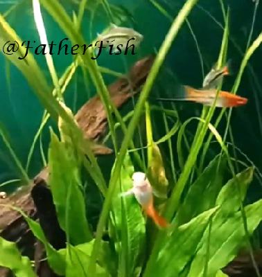 Fish Room Tips and Tricks