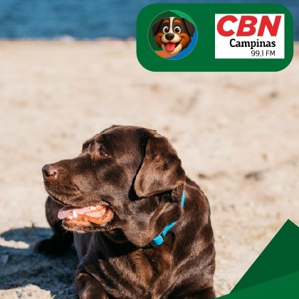 Calor extremo e riscos para os pets: Prof. Francis Flosi alerta na coluna Pet News na CBN