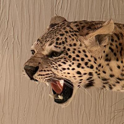 Mr. Spots- Leopard Hunting Basics