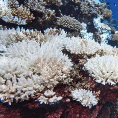 「海」の変化がもたらす地球規模の脅威とは サンゴの白化現象、海流と気候変動、海洋の酸性化 「海」の変化がもたらす地球規模の脅威とは サンゴの白化現象、海流と気候変動、海洋の酸性化