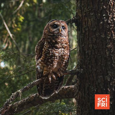 A Startling Plan To Save Spotted Owls—From Barred Owls A Startling Plan To Save Spotted Owls—From Barred Owls