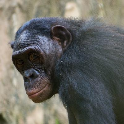 Episode 94 - Bonobos on the Algorithm with Dr. Sara Skiba Episode 94 - Bonobos on the Algorithm with Dr. Sara Skiba