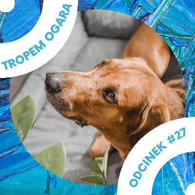 #27 TOP for DOG - na co zagłosować?
