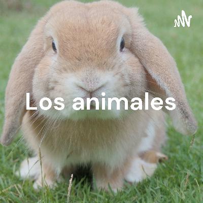 Los animales: Los seres ignorados sin voz