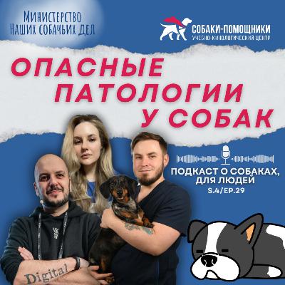 Заболевания и патологии у животных. Главные опасности и способы профилактики.