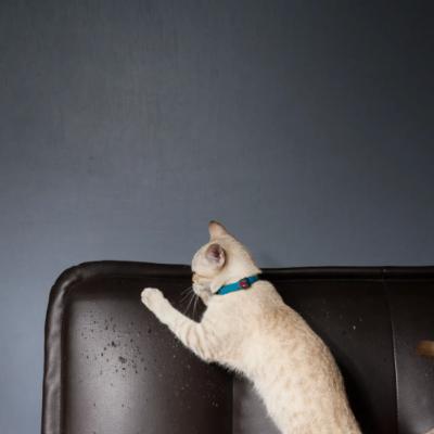 ¿Tu gato rasca el sillón y no entiendes por qué?