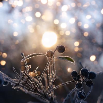 The Winter Solstice