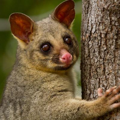 New Marsupial species found in Australia New Marsupial species found in Australia